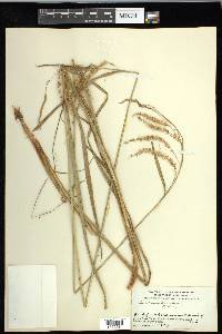 Carex gynandra image