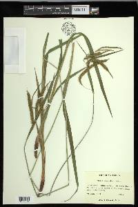 Carex gynandra image