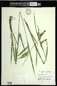 Carex gynandra image