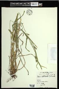 Carex grisea image