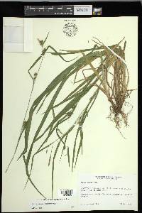 Carex grisea image