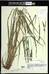 Carex grisea image