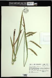 Carex gynandra image