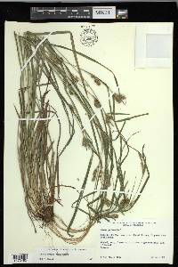 Carex grisea image