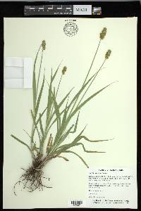 Carex gravida image