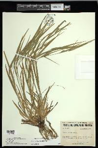 Carex grisea image