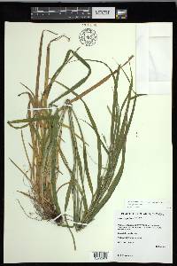 Carex grisea image