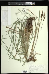 Carex haydenii image