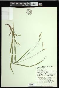 Carex hirtifolia image