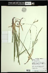 Carex hirtifolia image