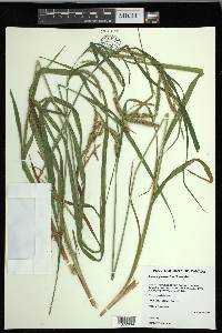 Carex gynandra image