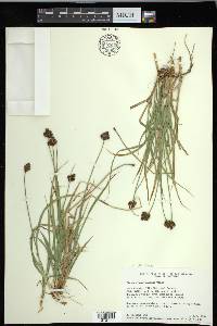 Carex haydeniana image