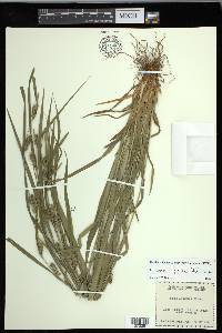 Carex grisea image