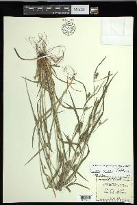 Carex grisea image