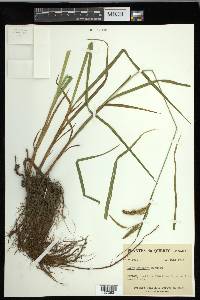 Carex gynandra image