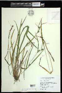 Carex grisea image