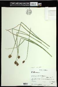 Carex harfordii image