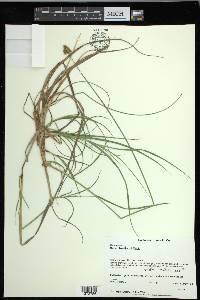 Carex harfordii image