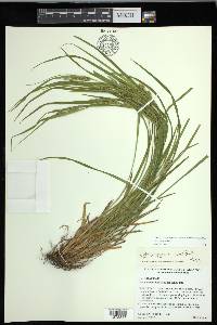 Carex grisea image