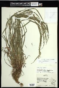 Carex grisea image