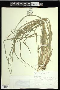 Carex hirta image