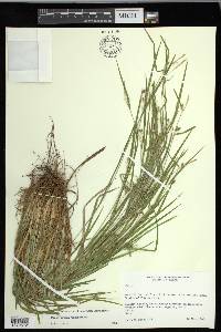 Carex grisea image