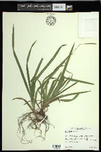 Carex hirtifolia image