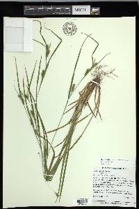 Carex grisea image