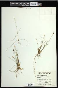 Carex gynocrates image