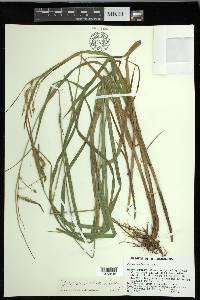 Carex gynandra image