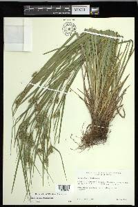 Carex grisea image