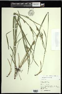 Carex grisea image