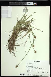 Carex harfordii image