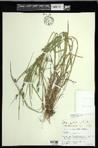 Carex grisea image