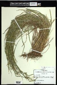 Carex grisea image