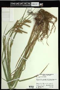 Carex gynandra image