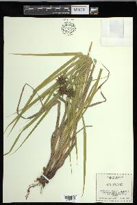 Carex grayi image