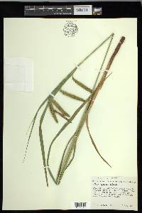 Carex gynandra image