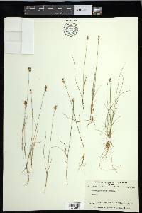 Carex gynocrates image