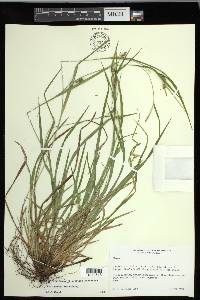 Carex grisea image