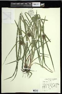 Carex grayi image