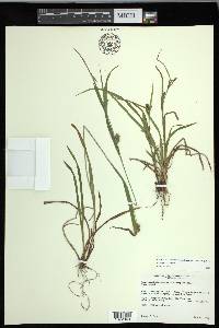 Carex grisea image