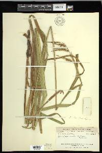 Carex gynandra image