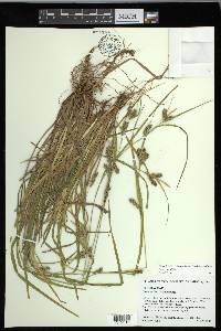 Carex grisea image