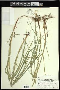 Carex hirta image