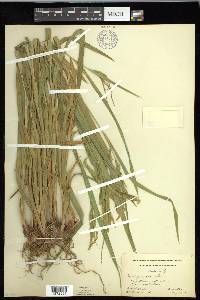 Carex gynandra image