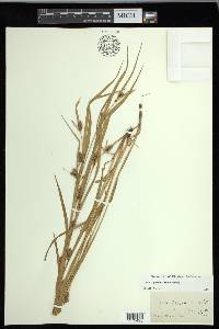 Carex grisea image