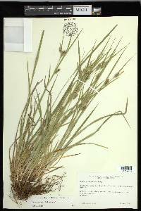 Carex grisea image