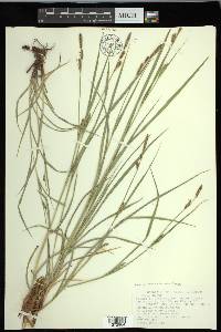 Carex hirta image