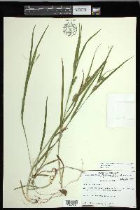 Carex grisea image